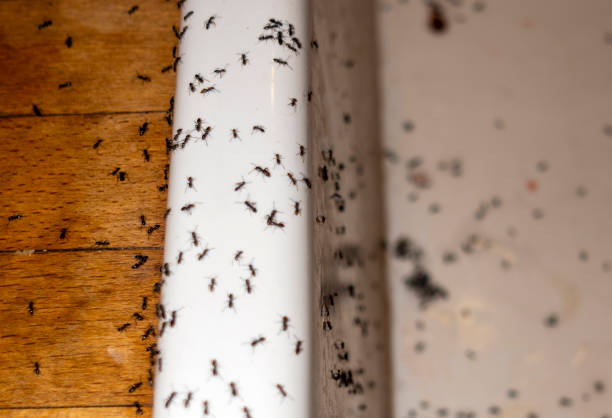 Best Cockroach Control Services  in Bennettsville, SC