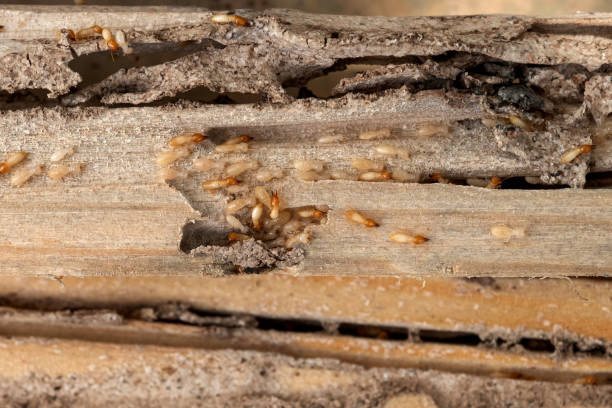 Best Wasp Removal Services  in Bennettsville, SC