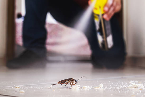 Flea Control Services in Bennettsville, SC