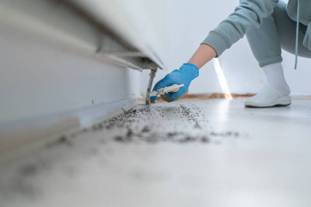 Insect Control in Bennettsville, SC